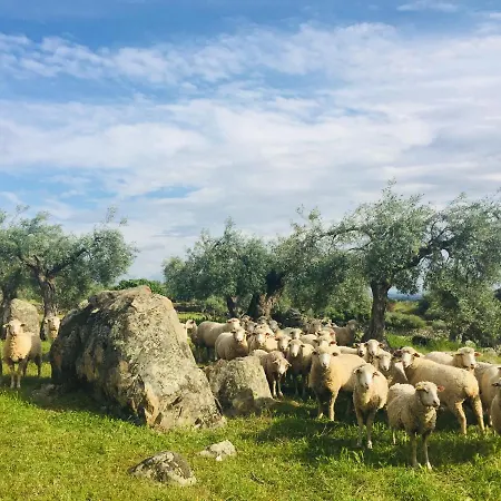 Flores Amarillas Almoharin