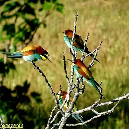Bed & Breakfast Flores Amarillas Almoharin
