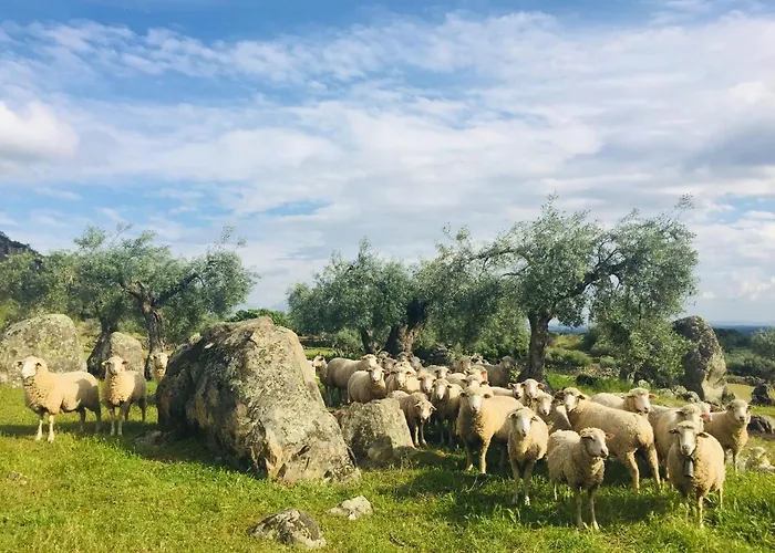 Flores Amarillas Almoharin