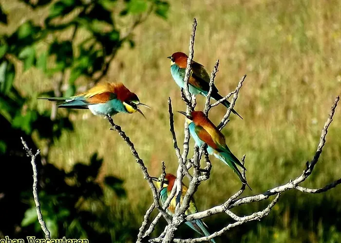 Bed & Breakfast Flores Amarillas Almoharin